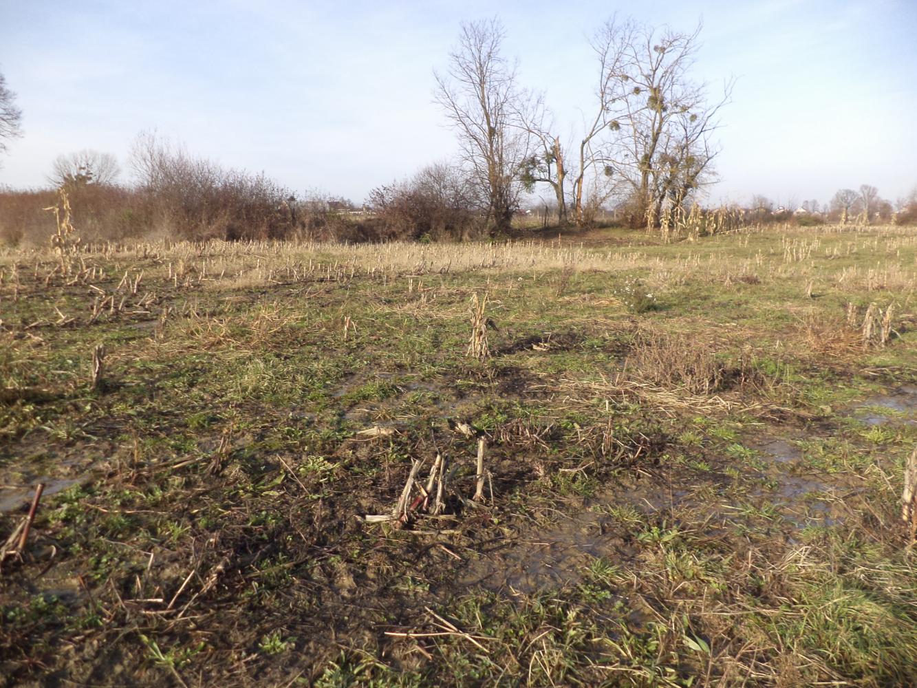 Stare Plavnice Plauna