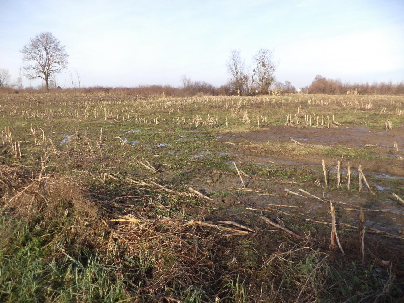 Stare Plavnice Plauna